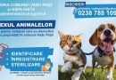 Grijă pentru animale: servicii veterinare gratuite în Vadu Pașii