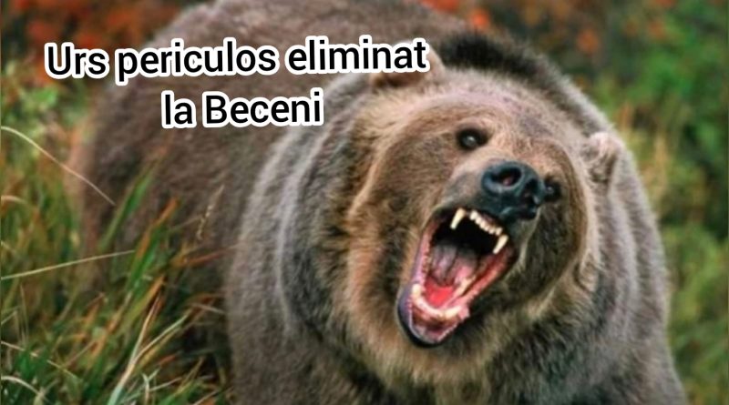Intervenție promptă a autorităților după un atac al unui urs la o stână din Beceni